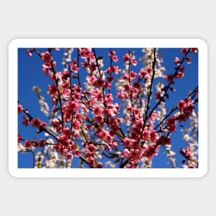 Spring Blossom Sticker